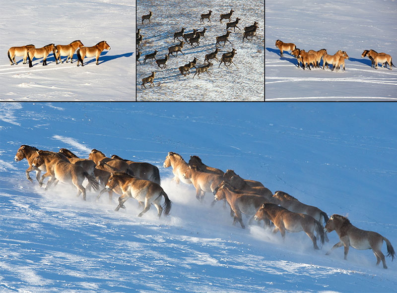 hustai national park november photos 